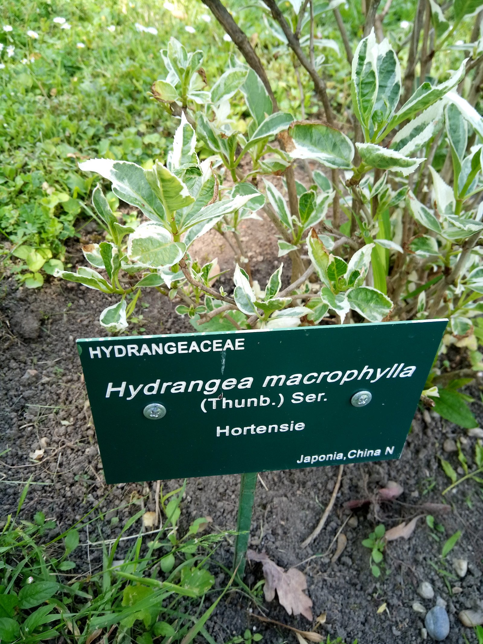 Hydrangea macrophylla - Other