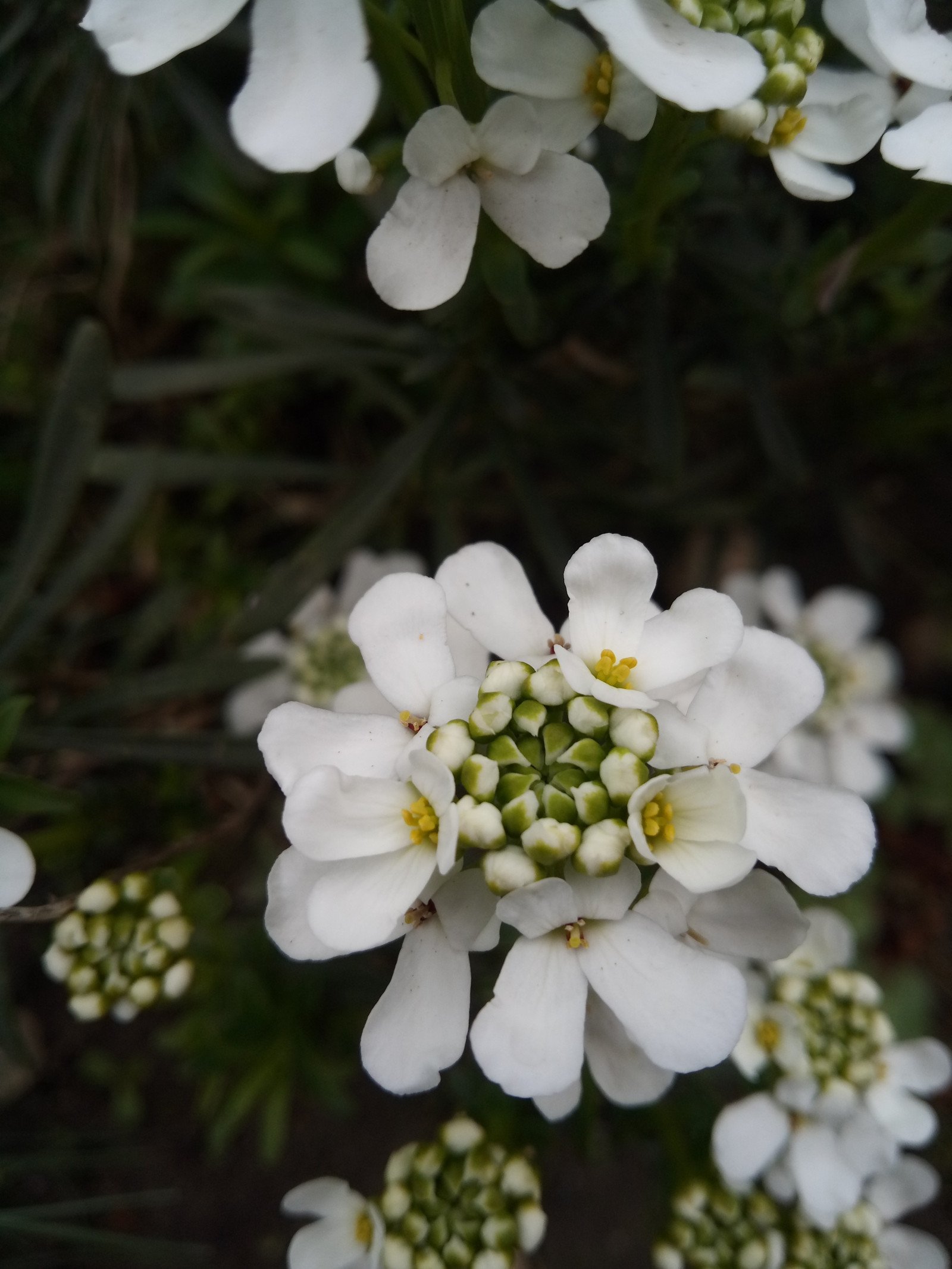 Iberis sempervirens - Flower