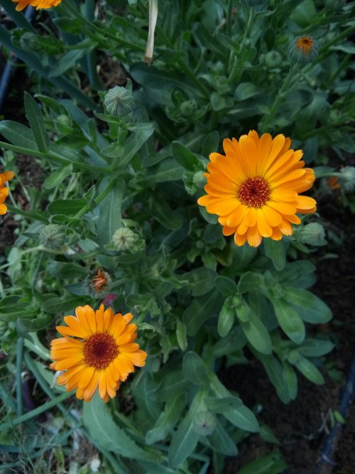 Calendula officinalis