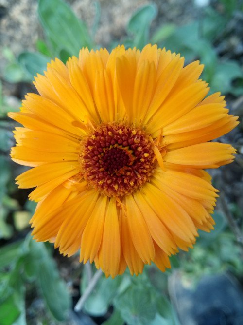 Calendula officinalis