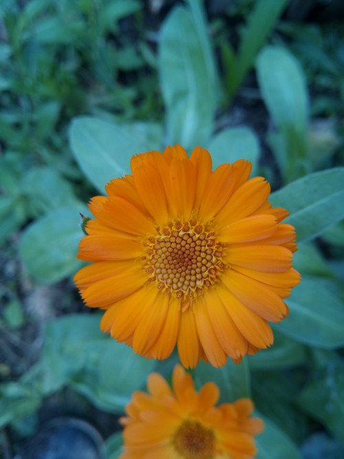 Calendula officinalis