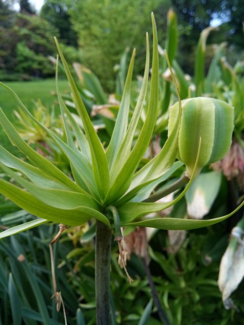 Fritillaria imperialis