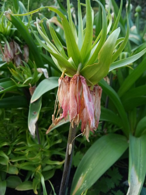 Fritillaria imperialis