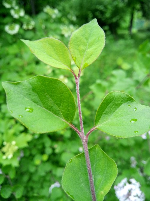 Syringa pubescens