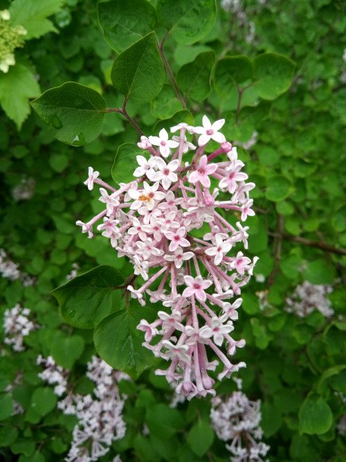 Syringa pubescens