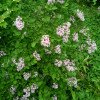 Syringa pubescens