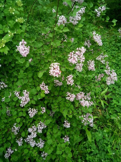 Syringa pubescens