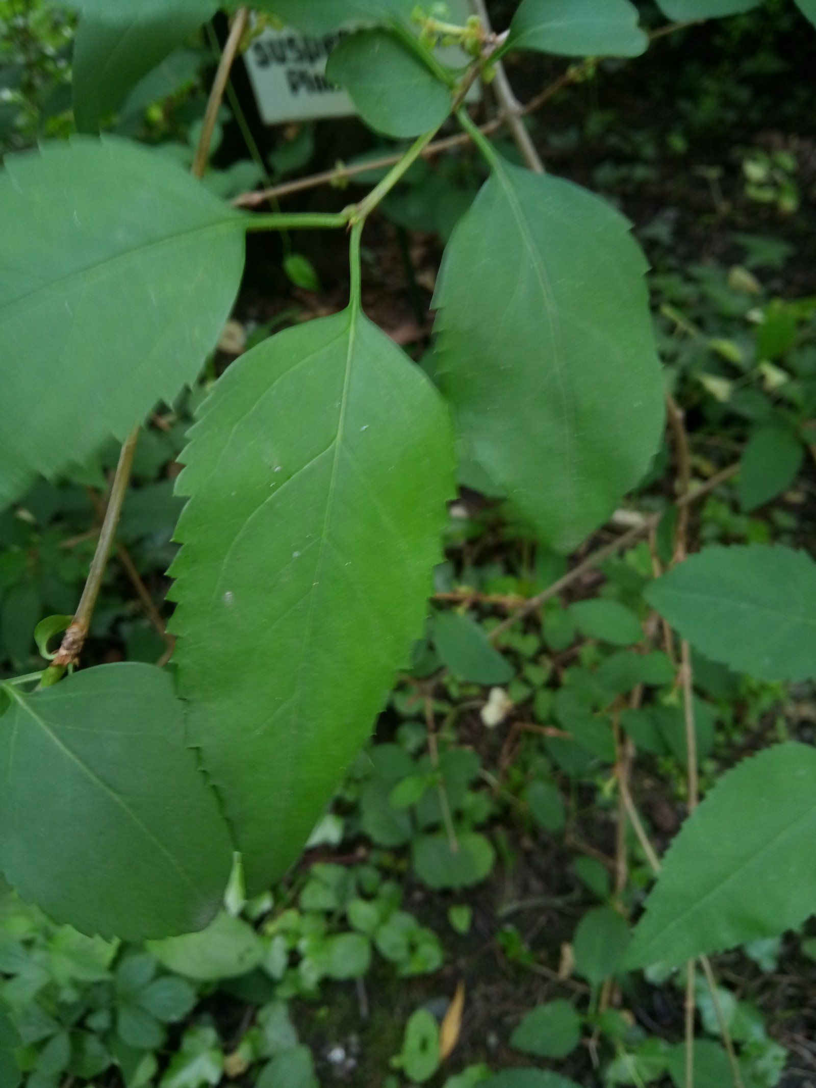 Forsythia suspensa - Leaf
