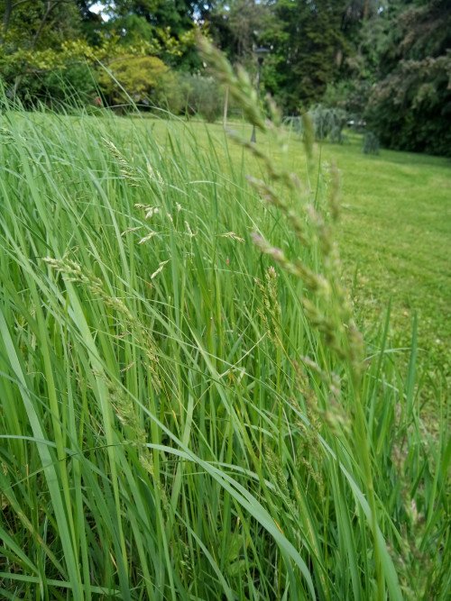 Phalaris arundinacea