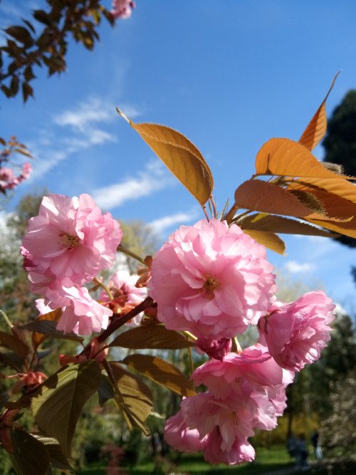 Prunus serrulata