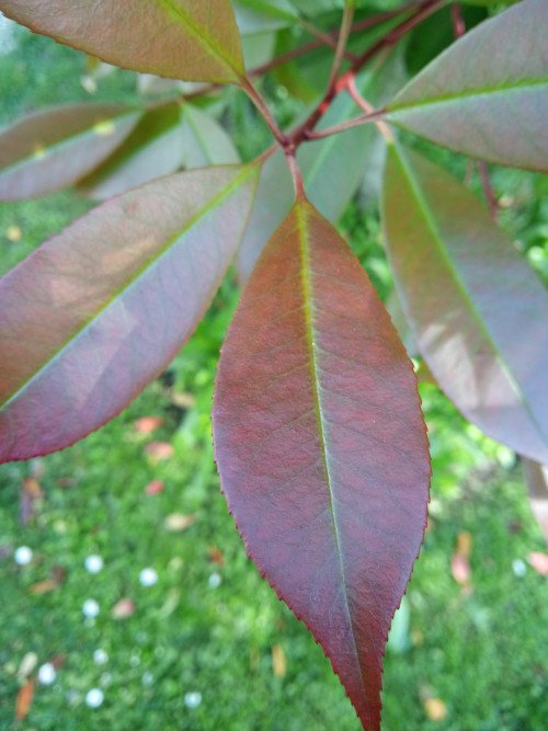 Photinia × fraseri