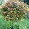 Photinia × fraseri