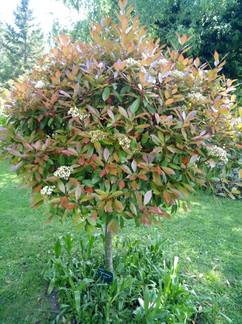 Photinia × fraseri