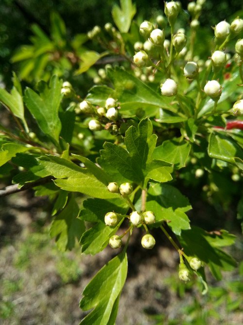Crataegus monogyna
