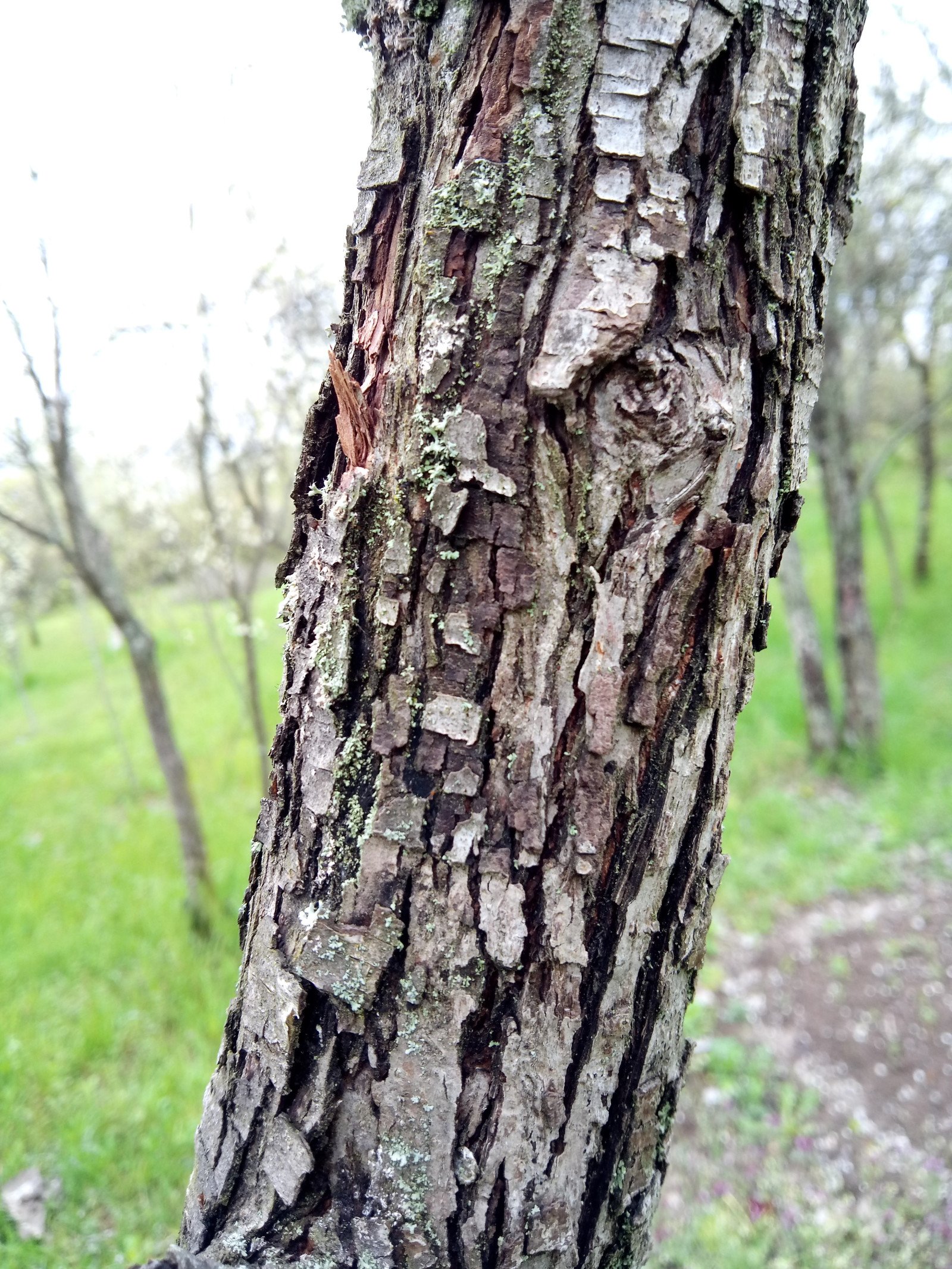 Pyrus communis - Bark