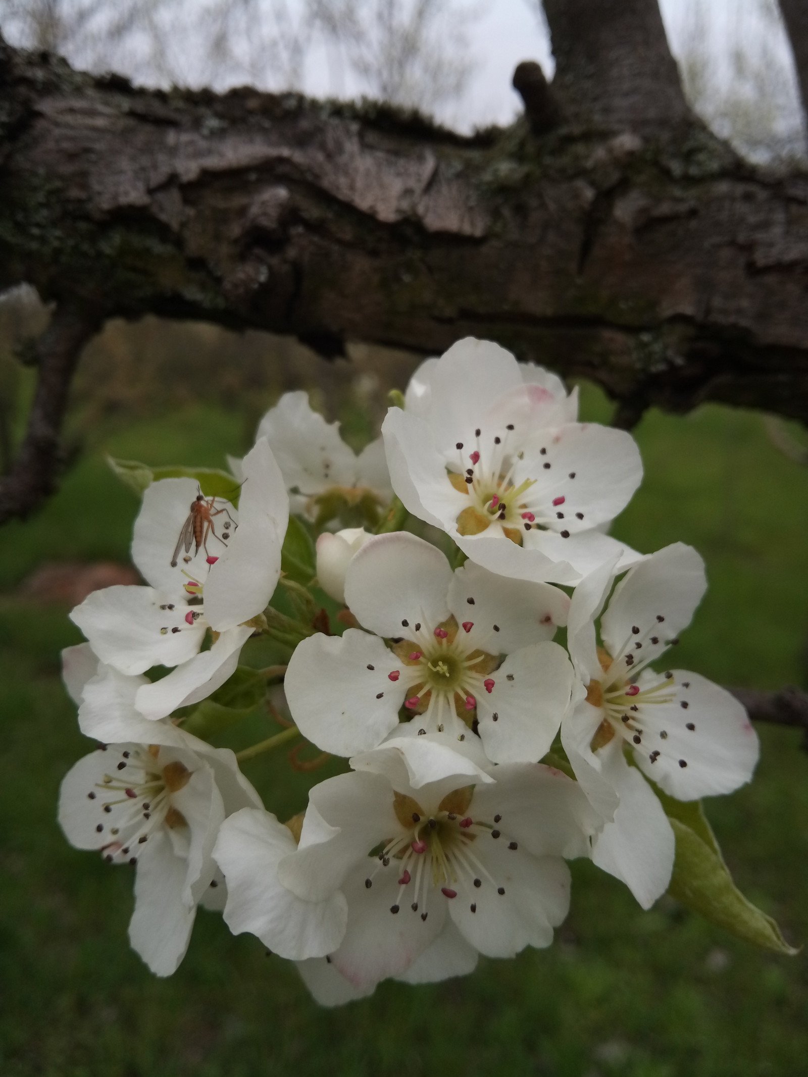 Pyrus communis - Flower