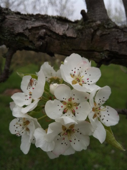 Pyrus communis