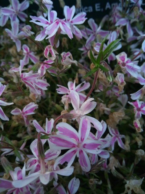 Phlox subulata