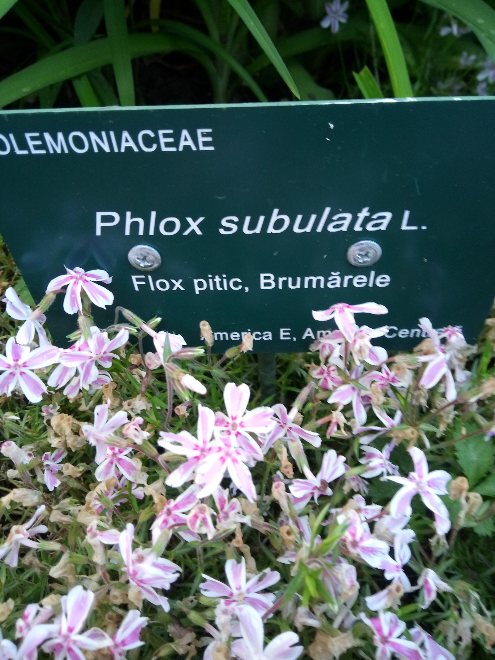 Phlox subulata - Entire plant