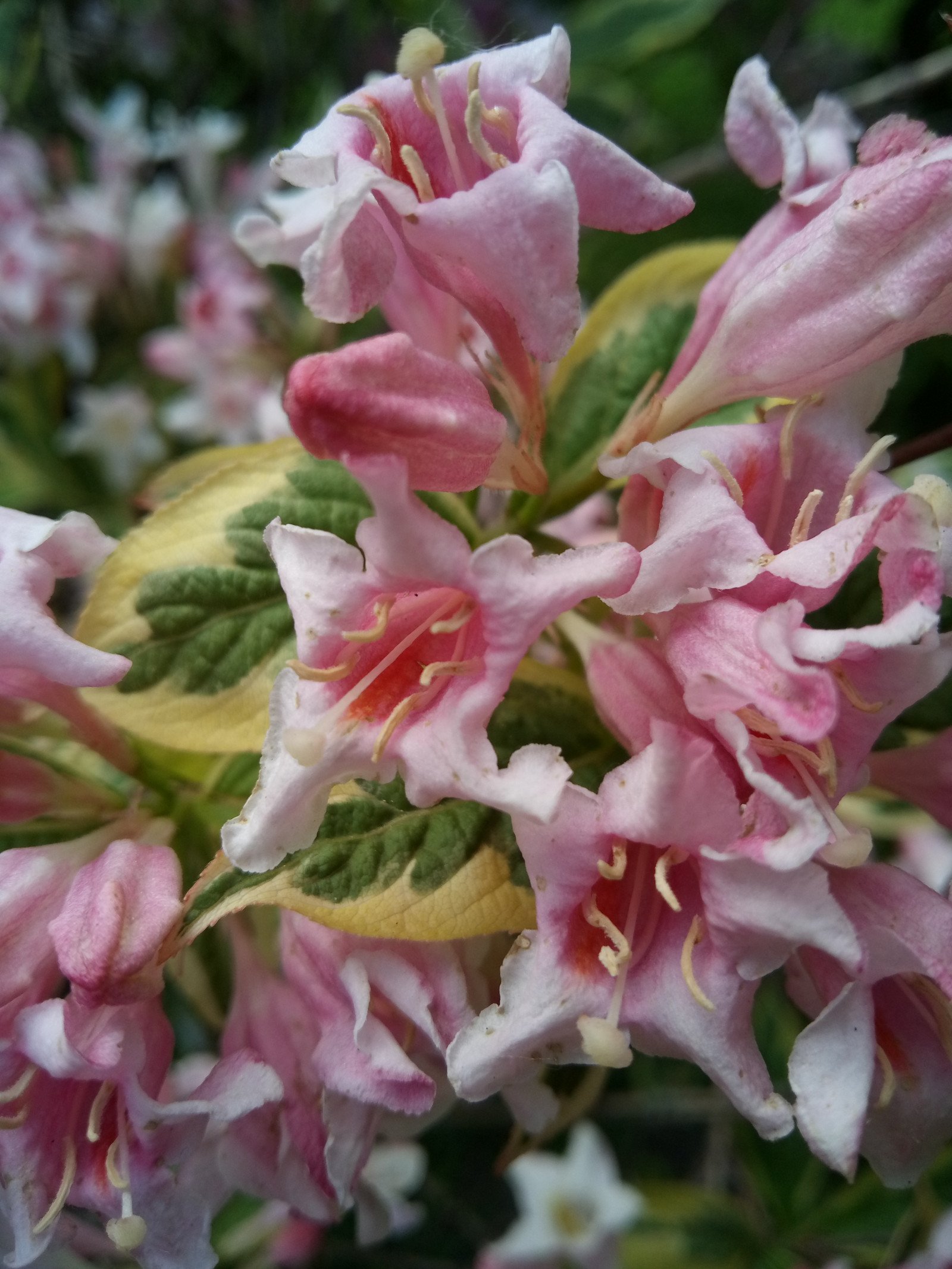 Weigela florida - Flower Weigela florida - Flower