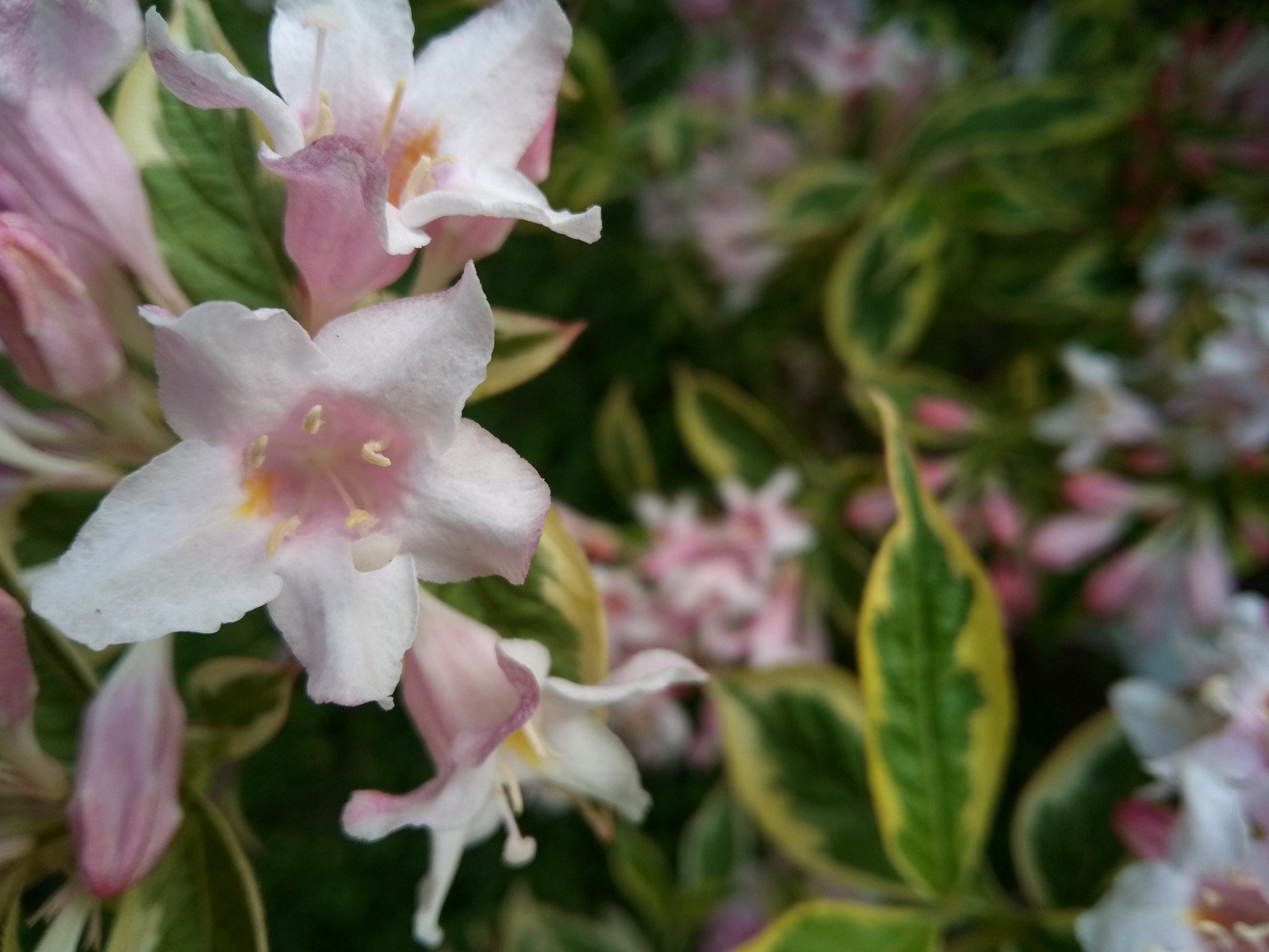 Weigela florida - Flower Weigela florida - Flower