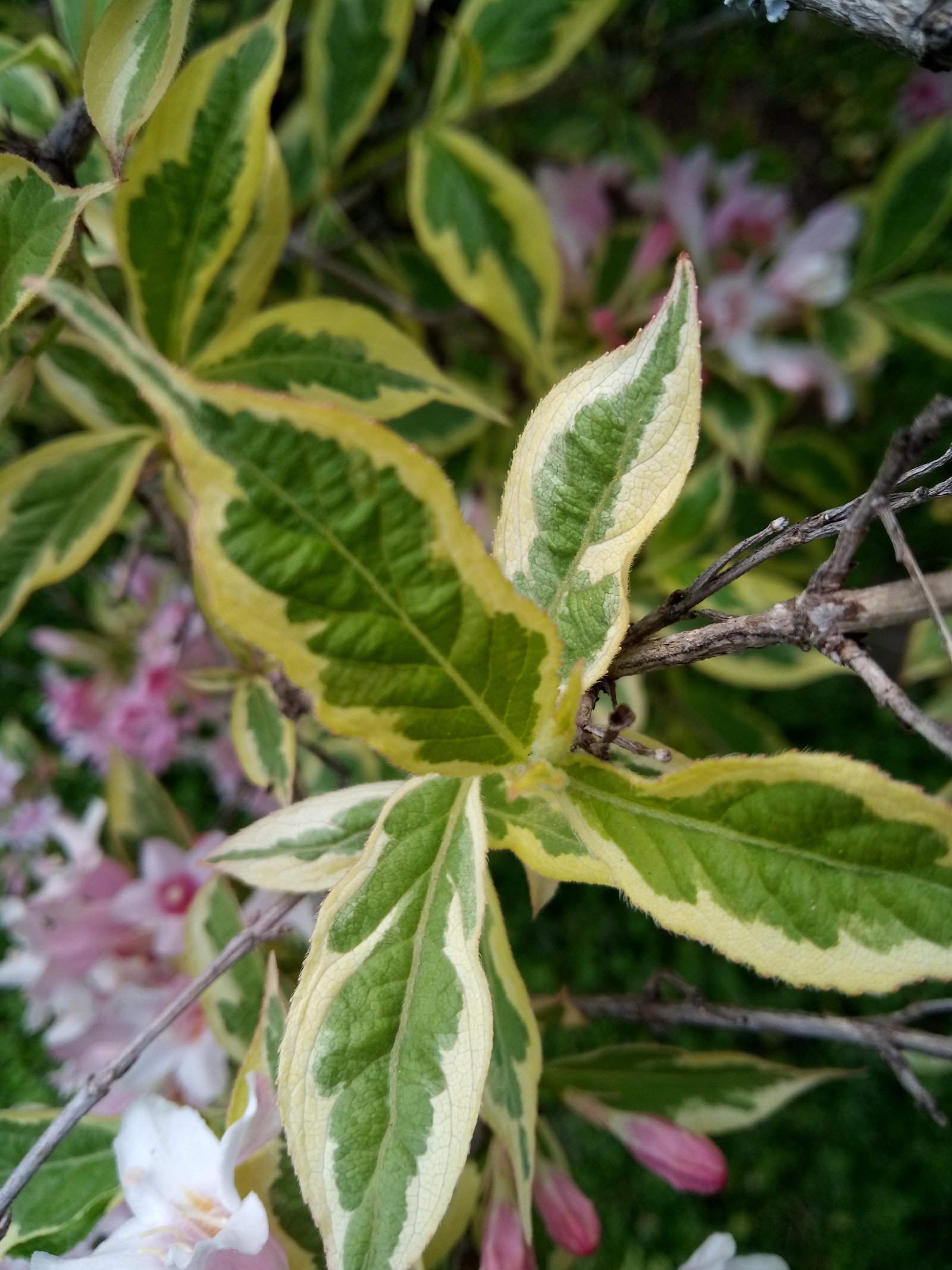 Weigela florida - Leaf Weigela florida - Leaf