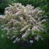 Weigela florida