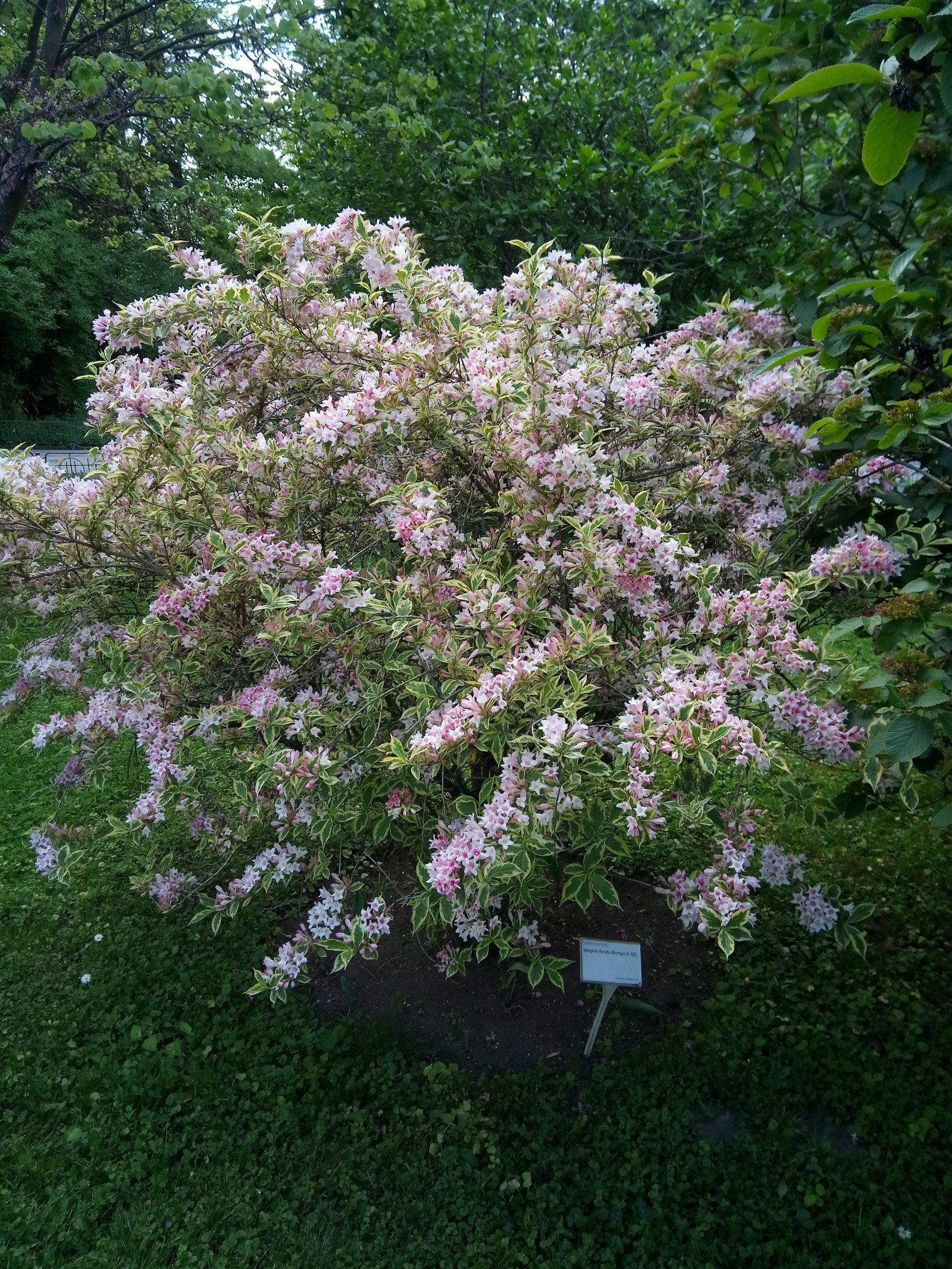 Weigela florida - Entire plant Weigela florida - Entire plant