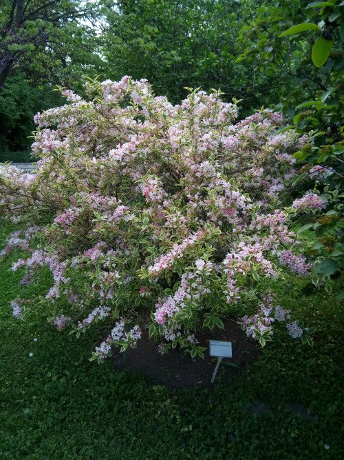 Weigela florida
