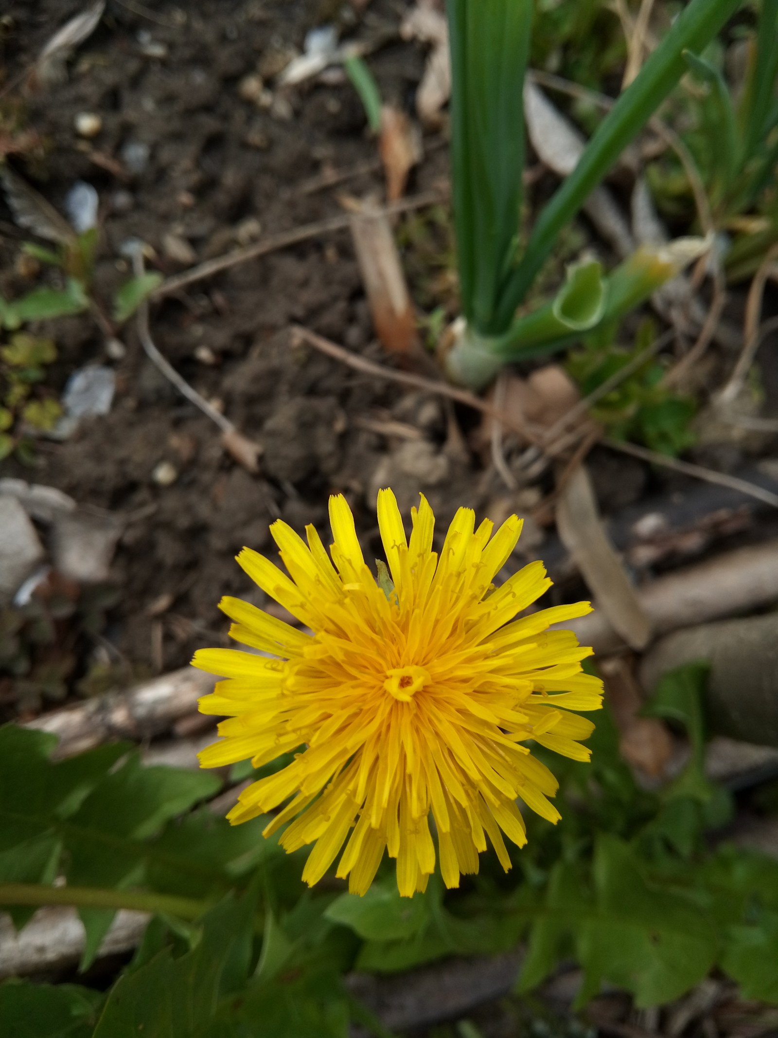 Taraxacum officinale - Flower