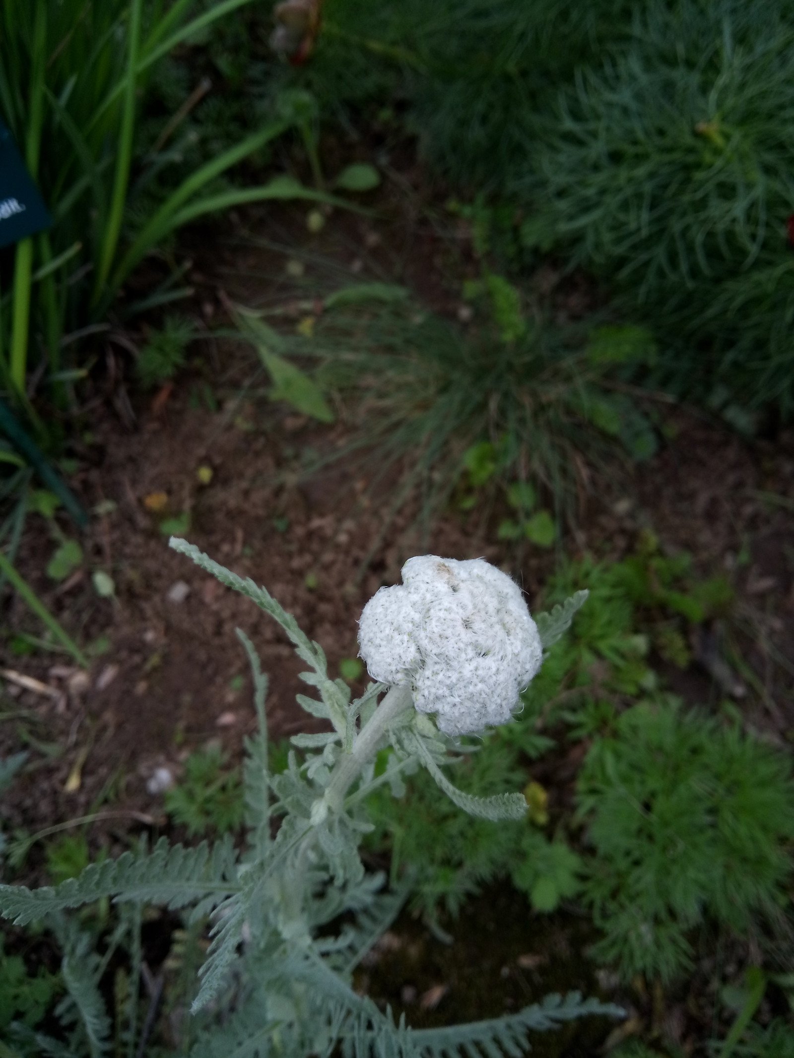 Achillea clypeolata - Aerial parts