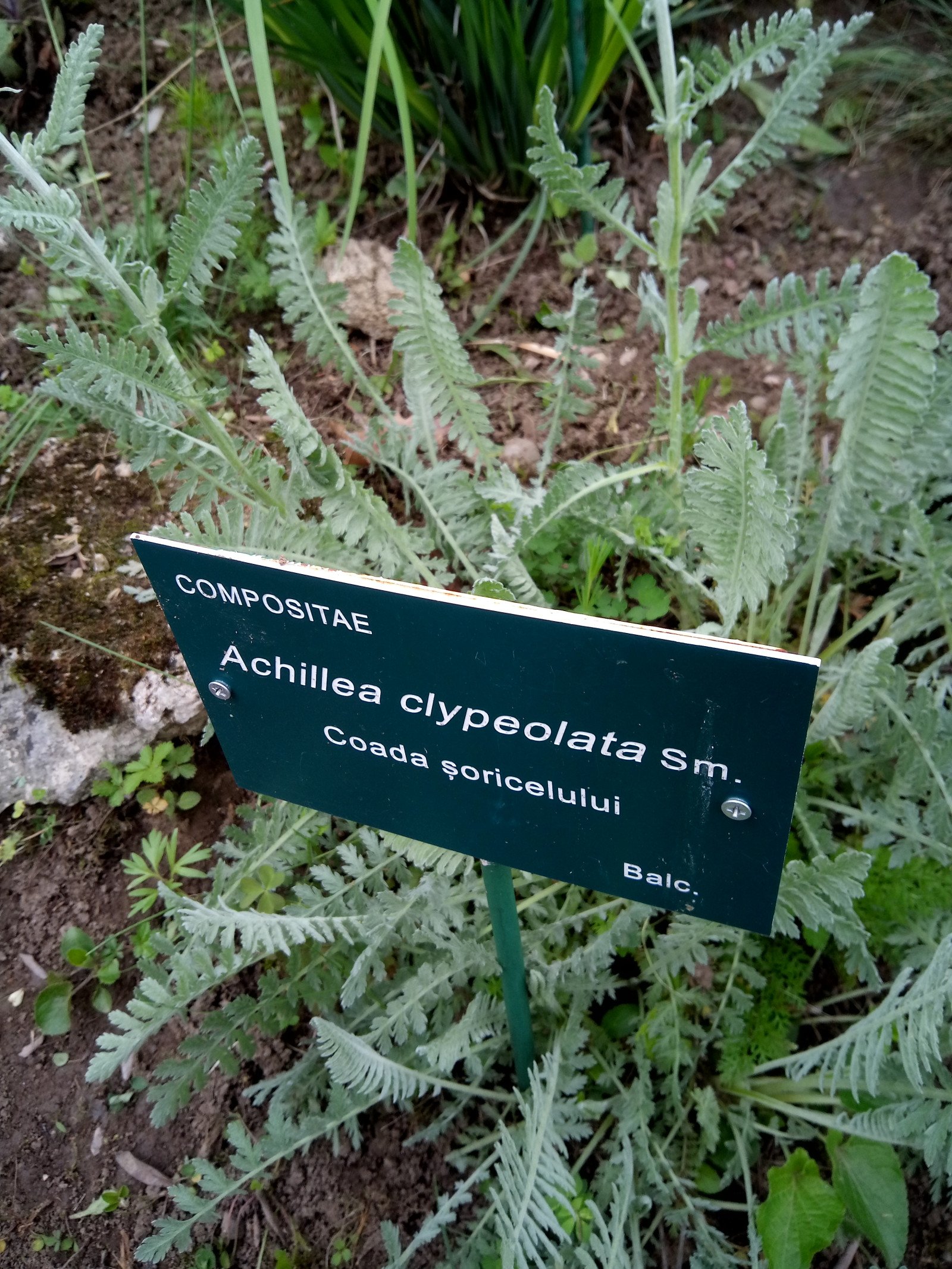 Achillea clypeolata - Aerial parts