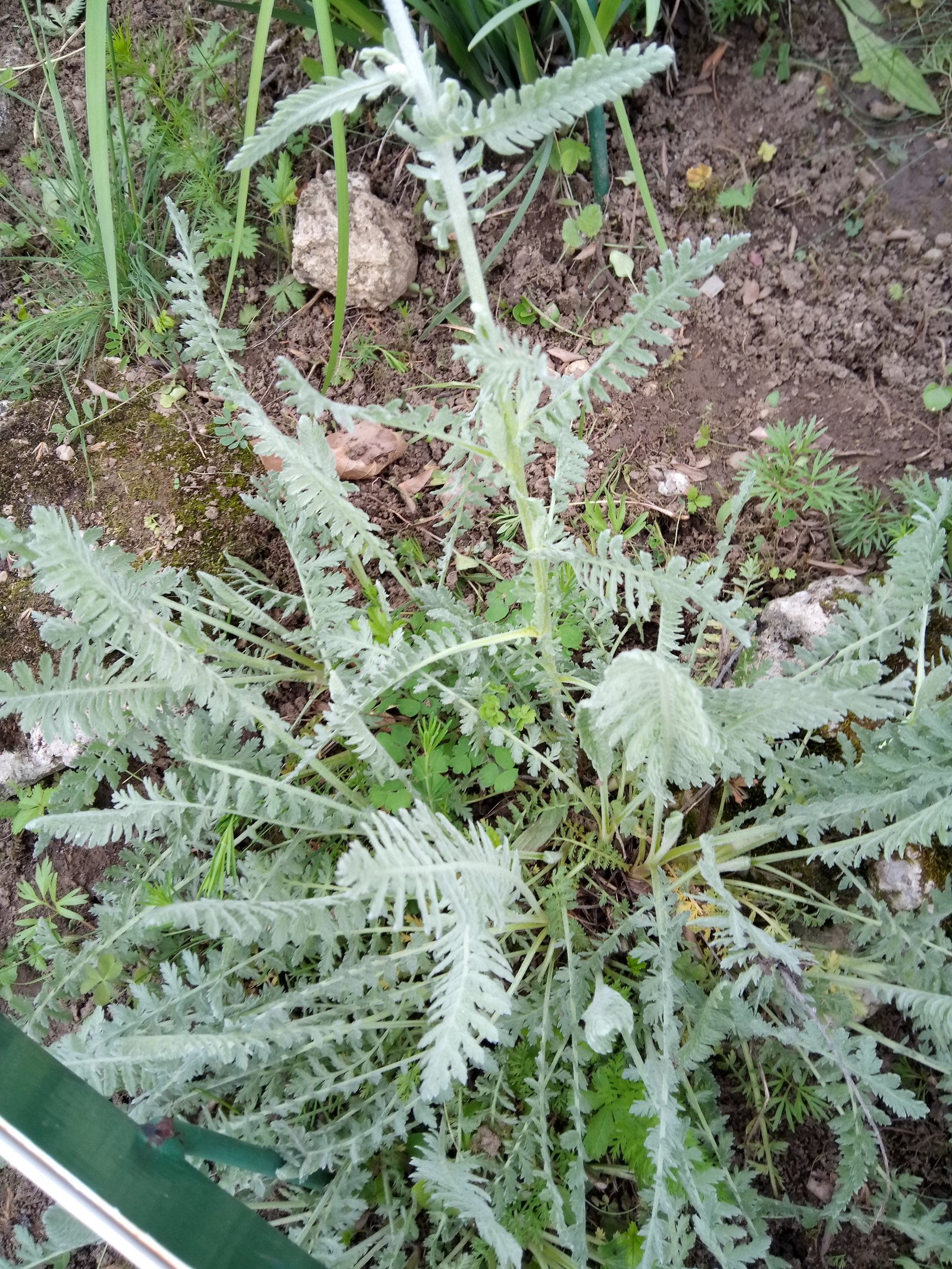 Achillea clypeolata - Aerial parts