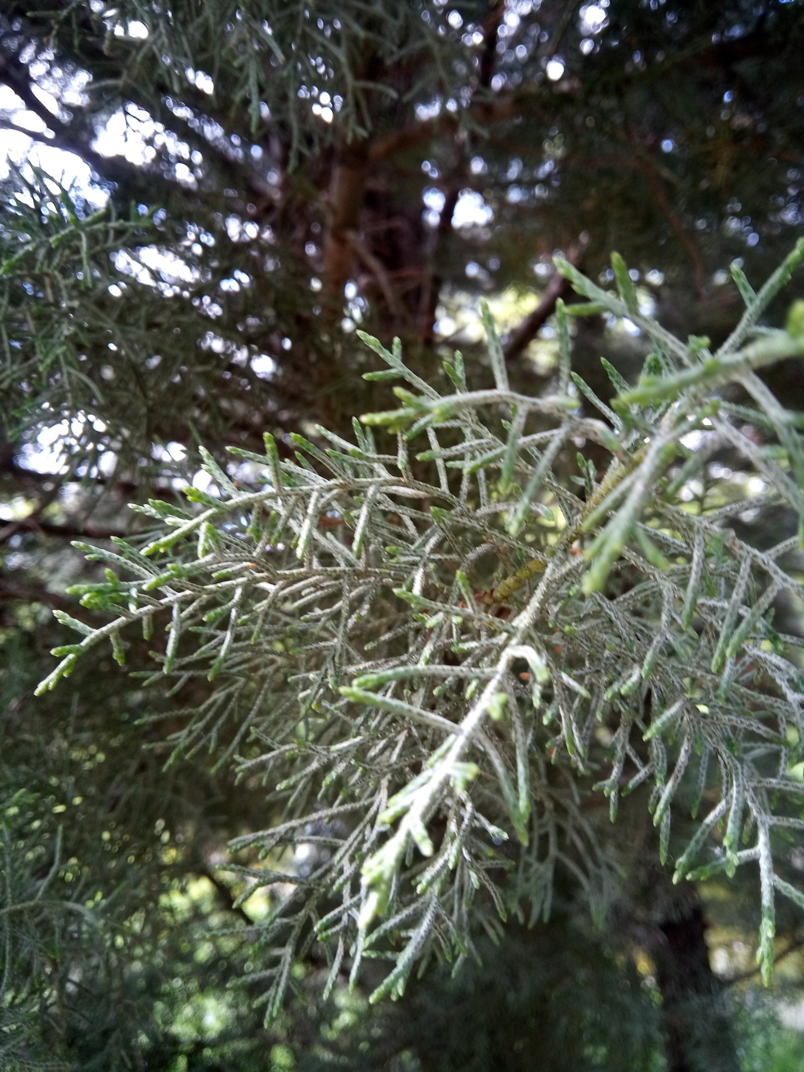 Cupressus arizonica f. fastigiata - Entire plant Cupressus arizonica f. fastigiata - Entire plant