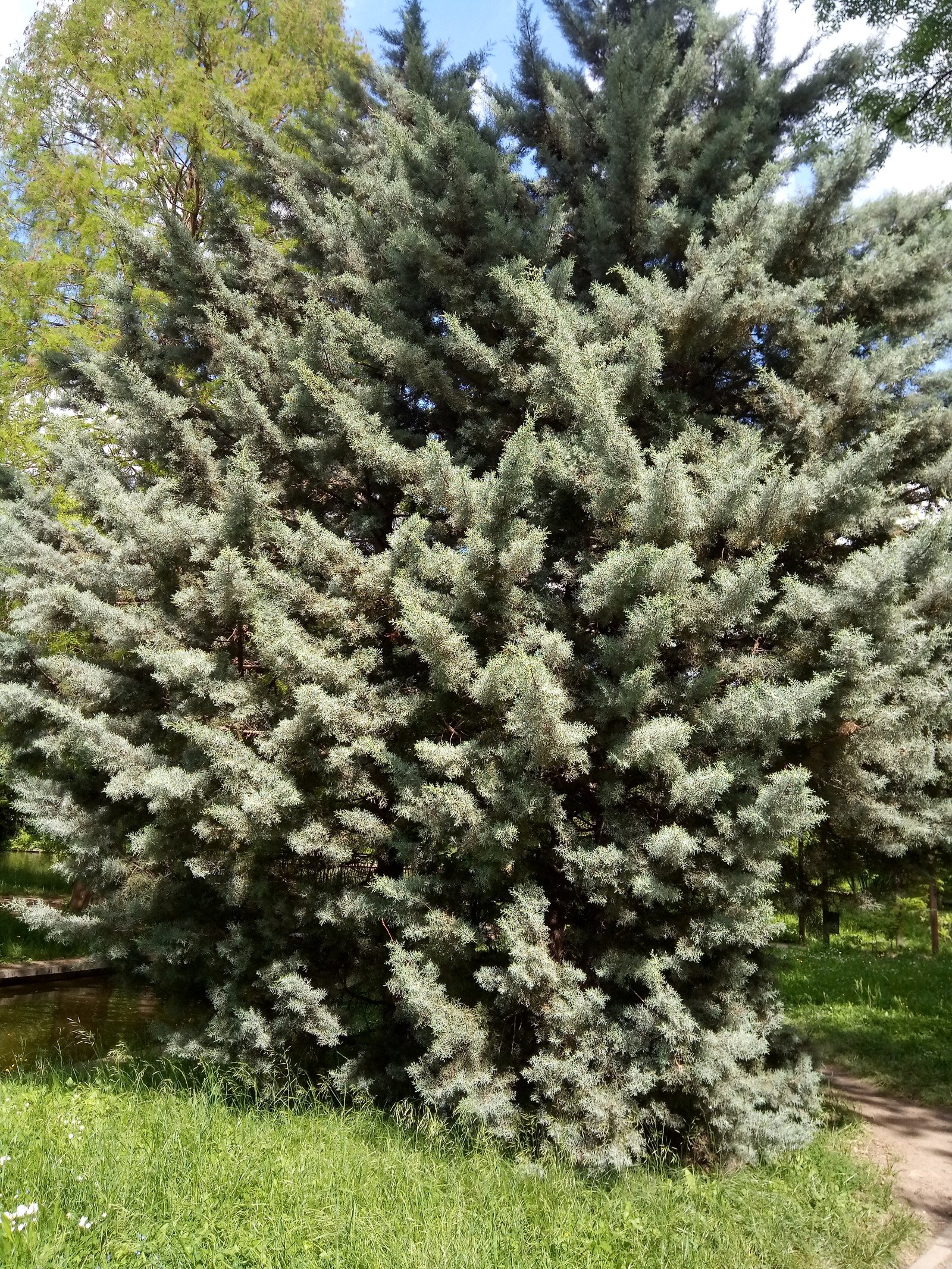 Cupressus arizonica f. fastigiata - Entire plant Cupressus arizonica f. fastigiata - Entire plant