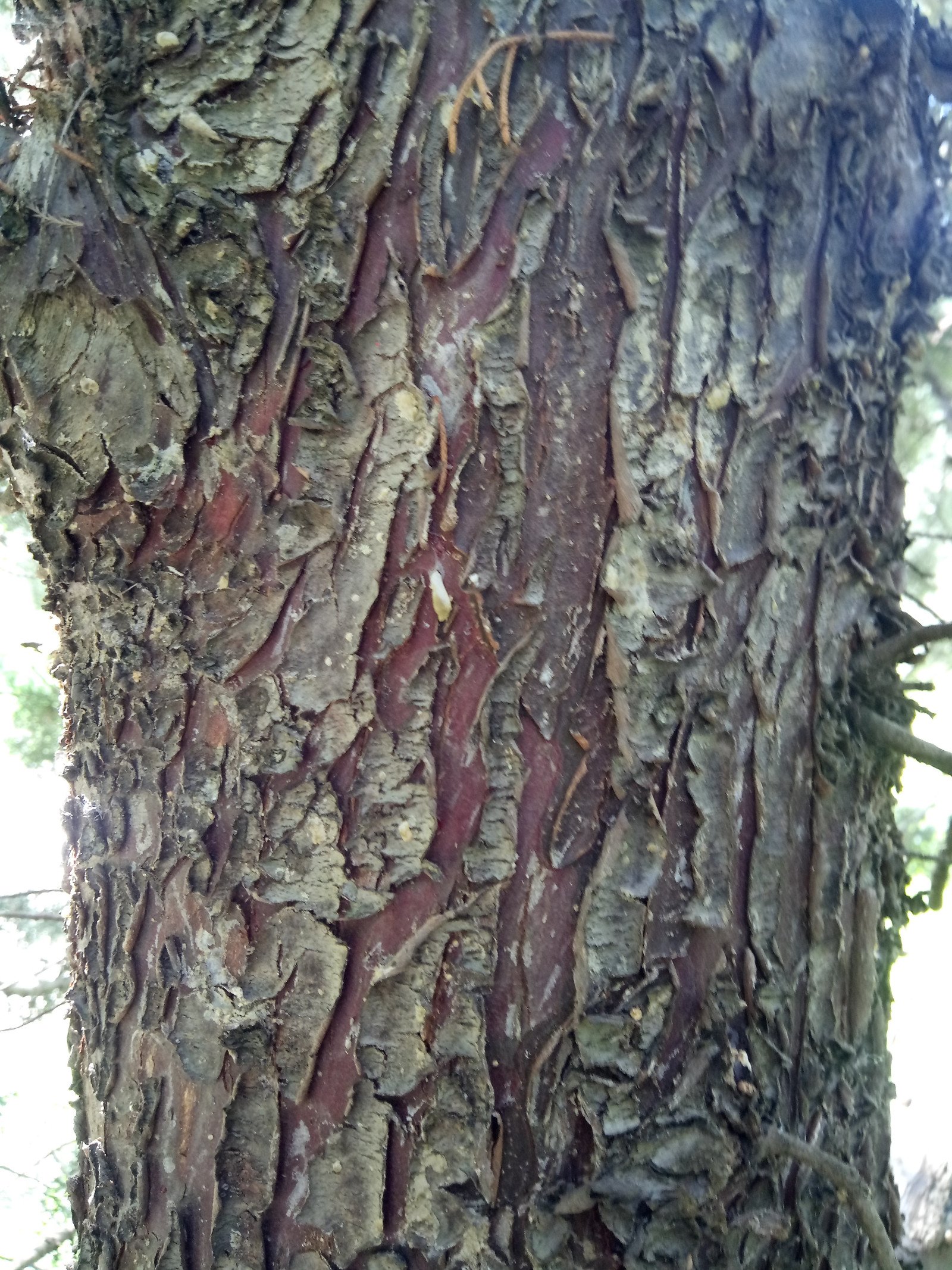 Cupressus arizonica f. fastigiata - Bark Cupressus arizonica f. fastigiata - Bark