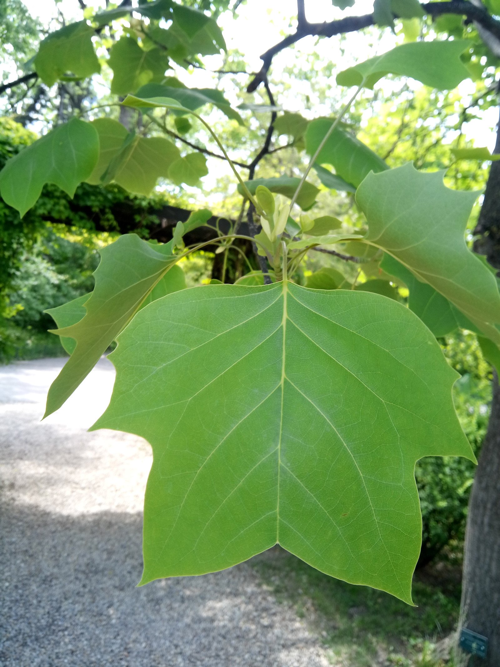 Liriodendron tulipifera - Leaf Liriodendron tulipifera - Leaf