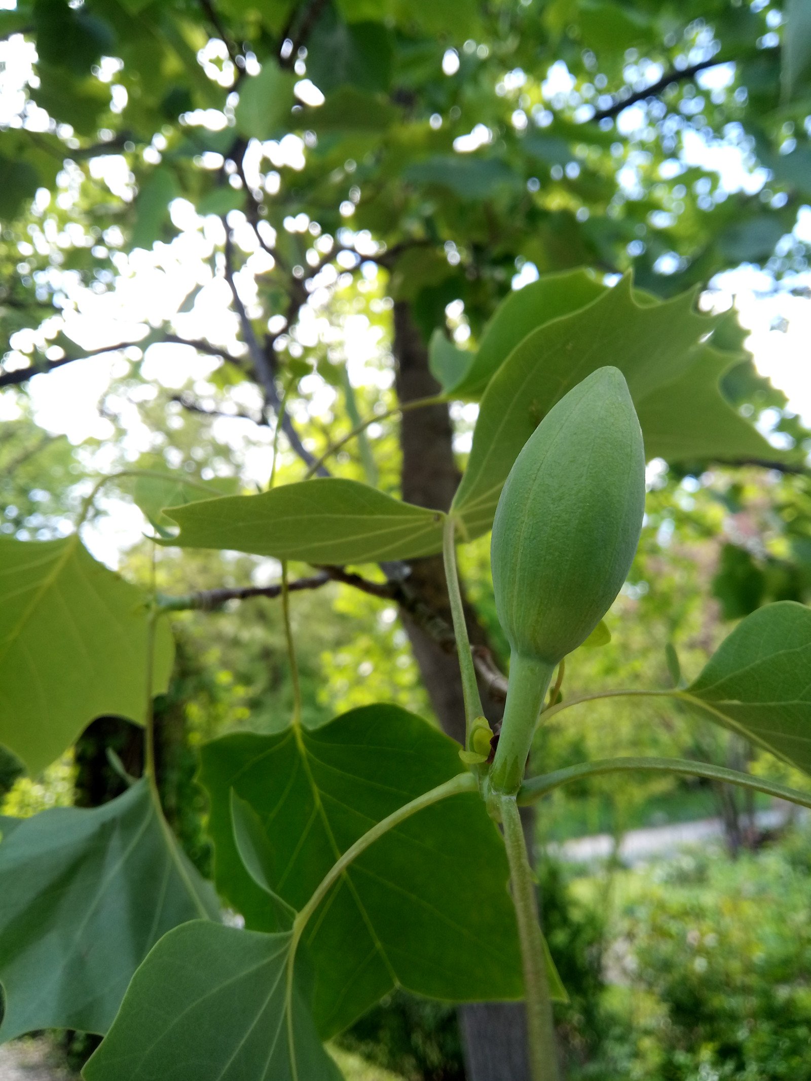 Liriodendron tulipifera - Bud Liriodendron tulipifera - Bud