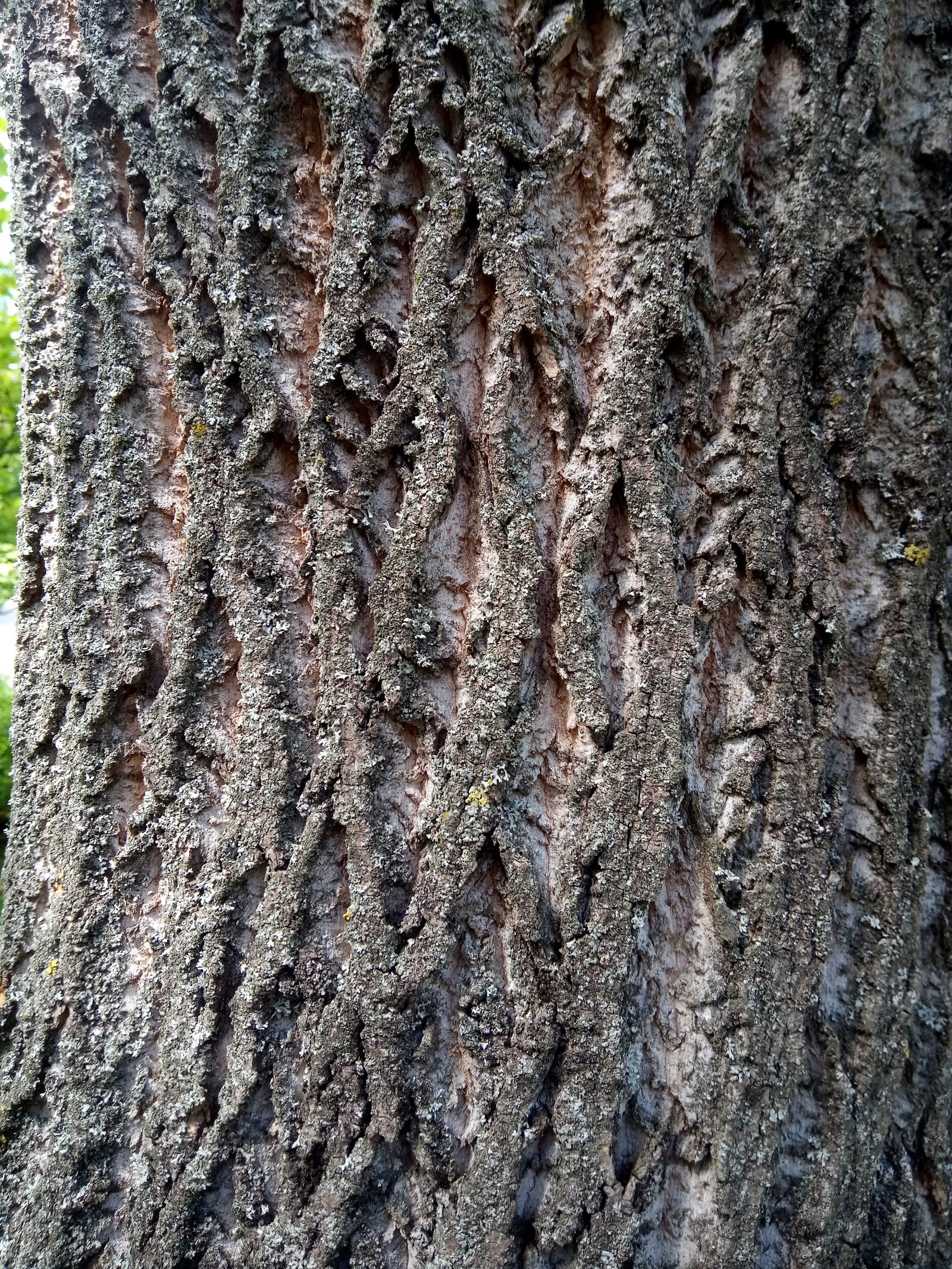 Liriodendron tulipifera - Bark Liriodendron tulipifera - Bark