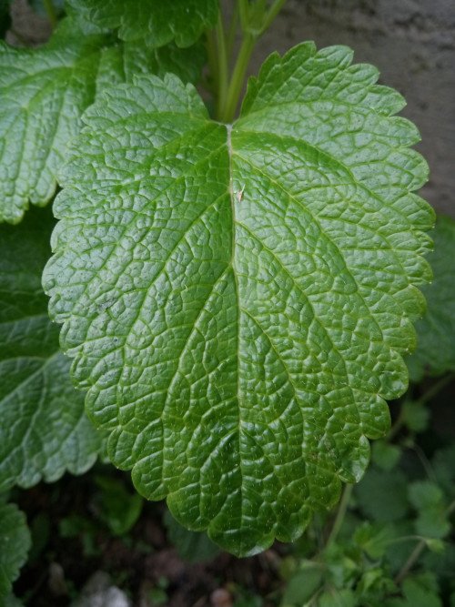 Melissa officinalis