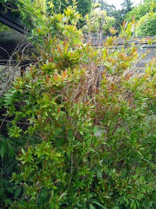 Punica granatum