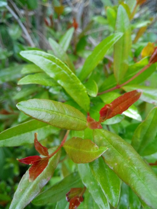 Punica granatum