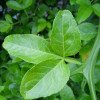 Citrus trifoliata