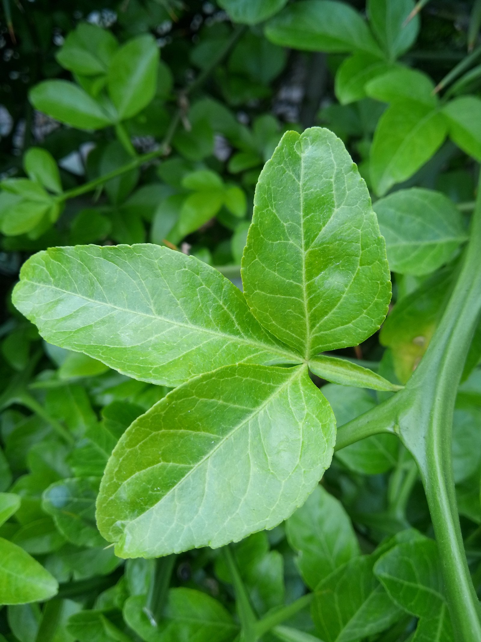 Citrus trifoliata - Leaf