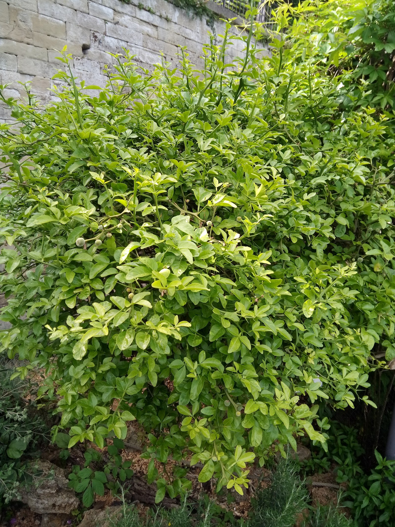 Citrus trifoliata - Entire plant