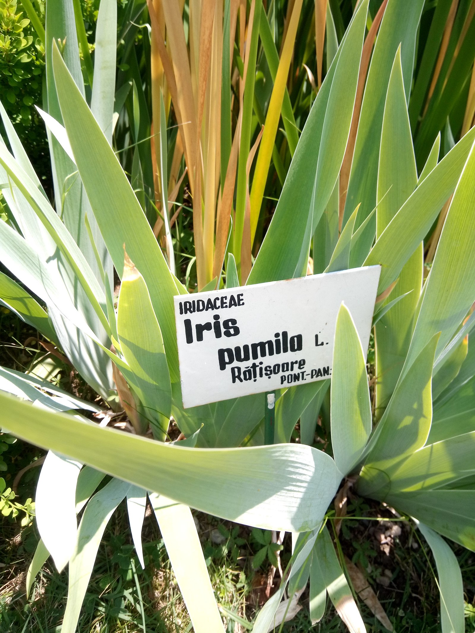 Iris pumila - Entire plant
