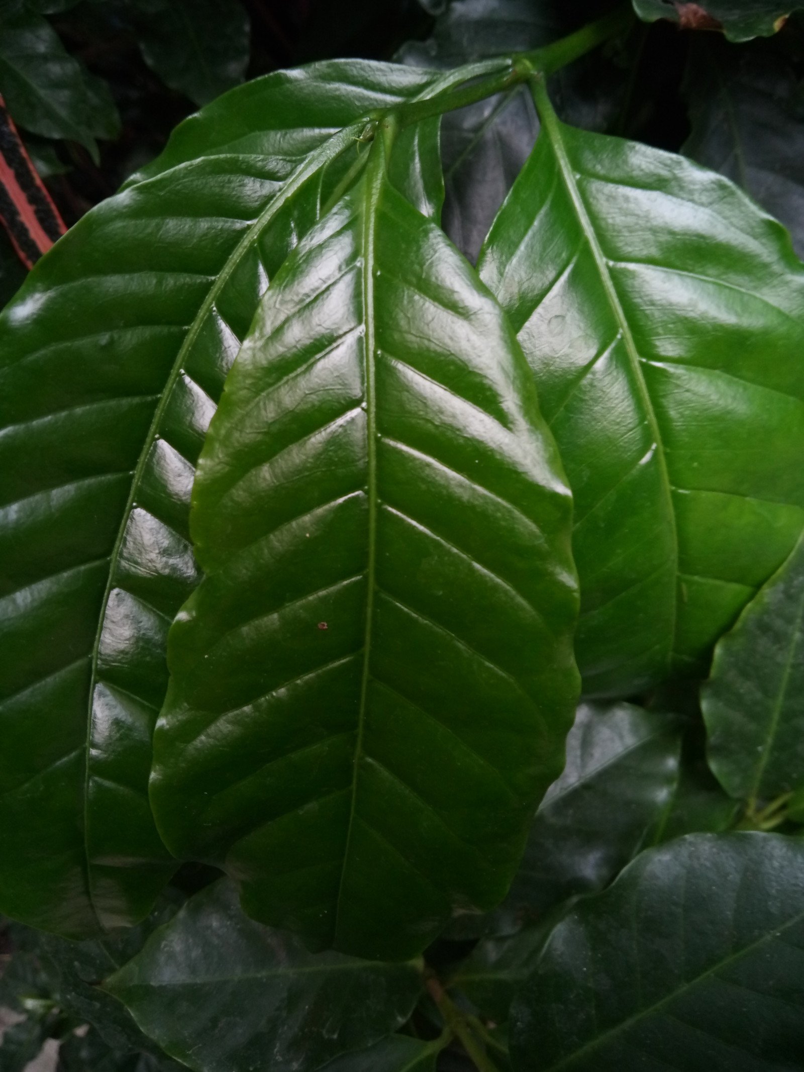 Coffea mauritiana - Leaf