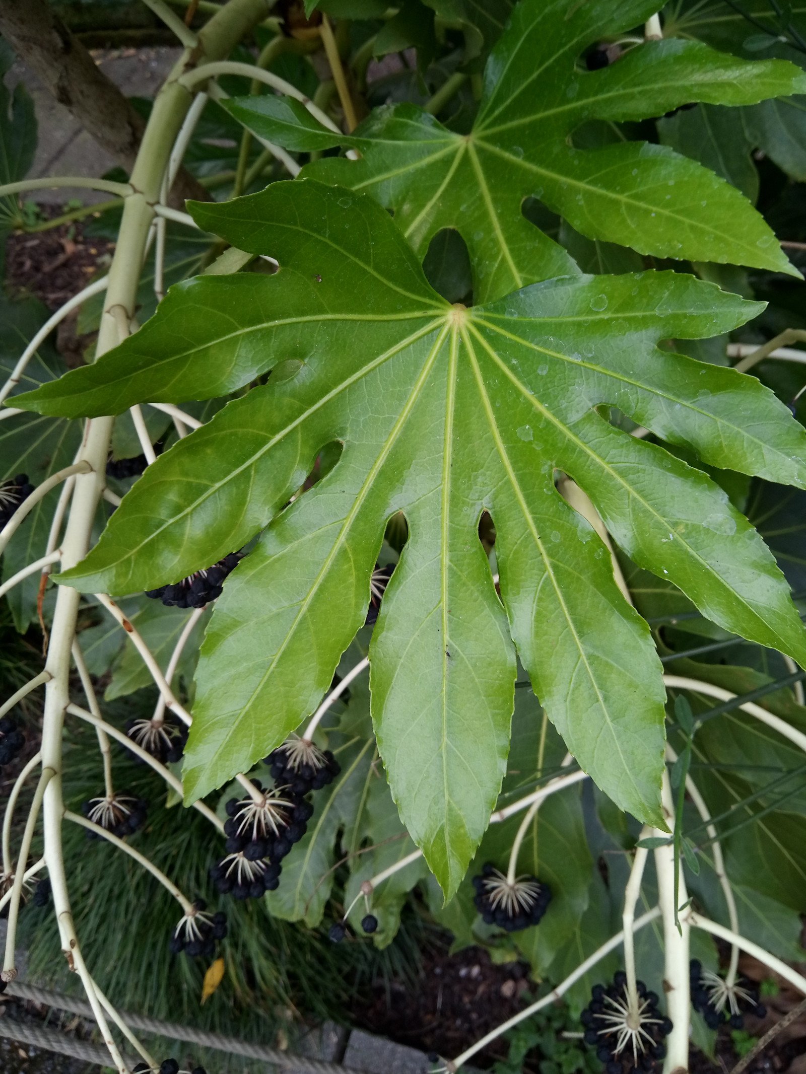 Fatsia japonica - Leaf