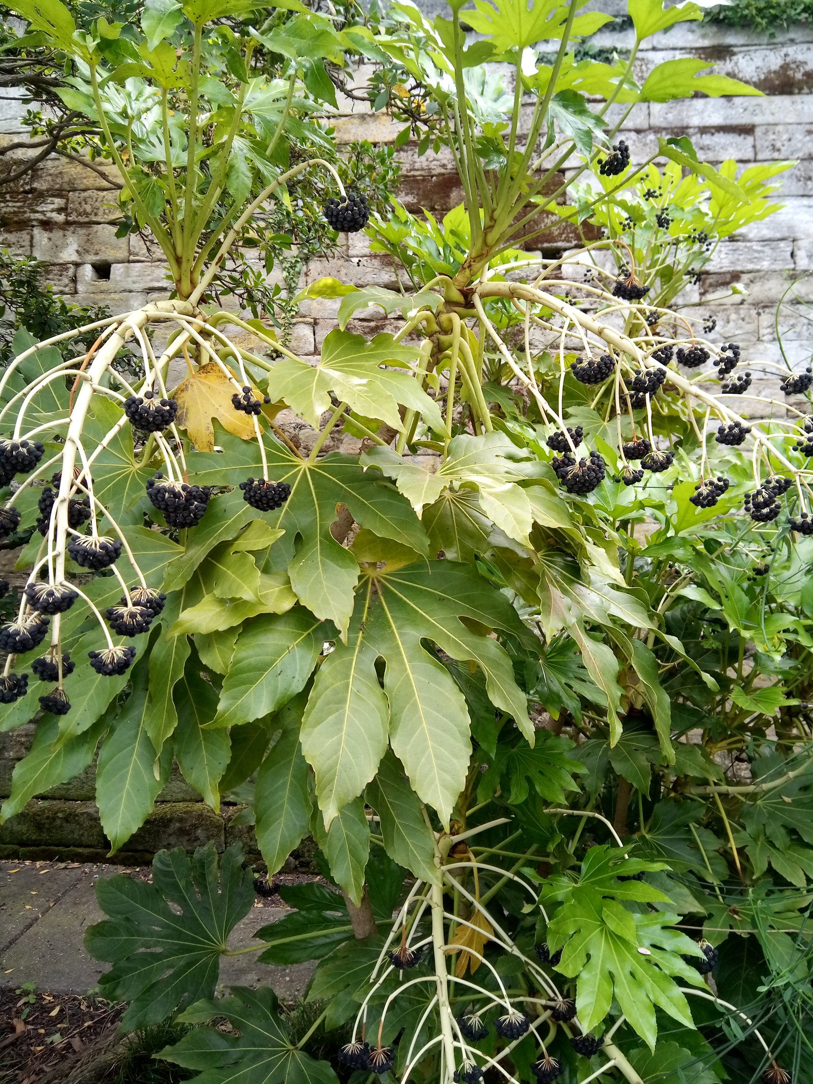 Fatsia japonica - Entire plant