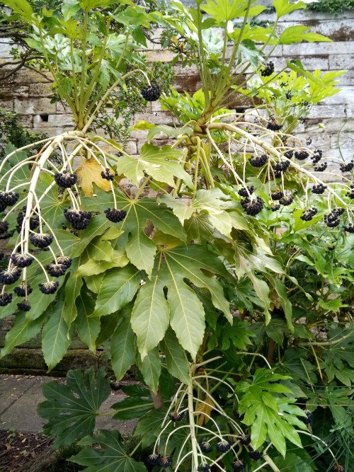 Fatsia japonica